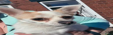 Pomchi 1