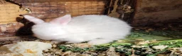 Mixed Breed rabbits for sale: Lop cross bunz - Advert 2