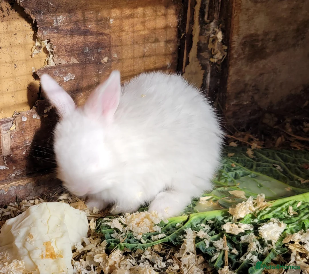 Mixed Breed rabbits for sale: Lop cross bunz - Advert 2