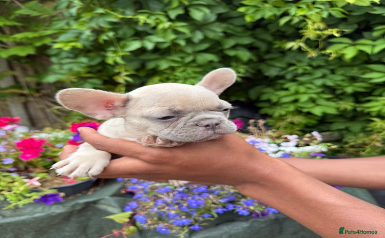French Bulldog dogs - Advert 9
