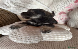 Miniature Schnauzer dogs for sale: Ready Now! miniature schnauzer puppies  - Image 14