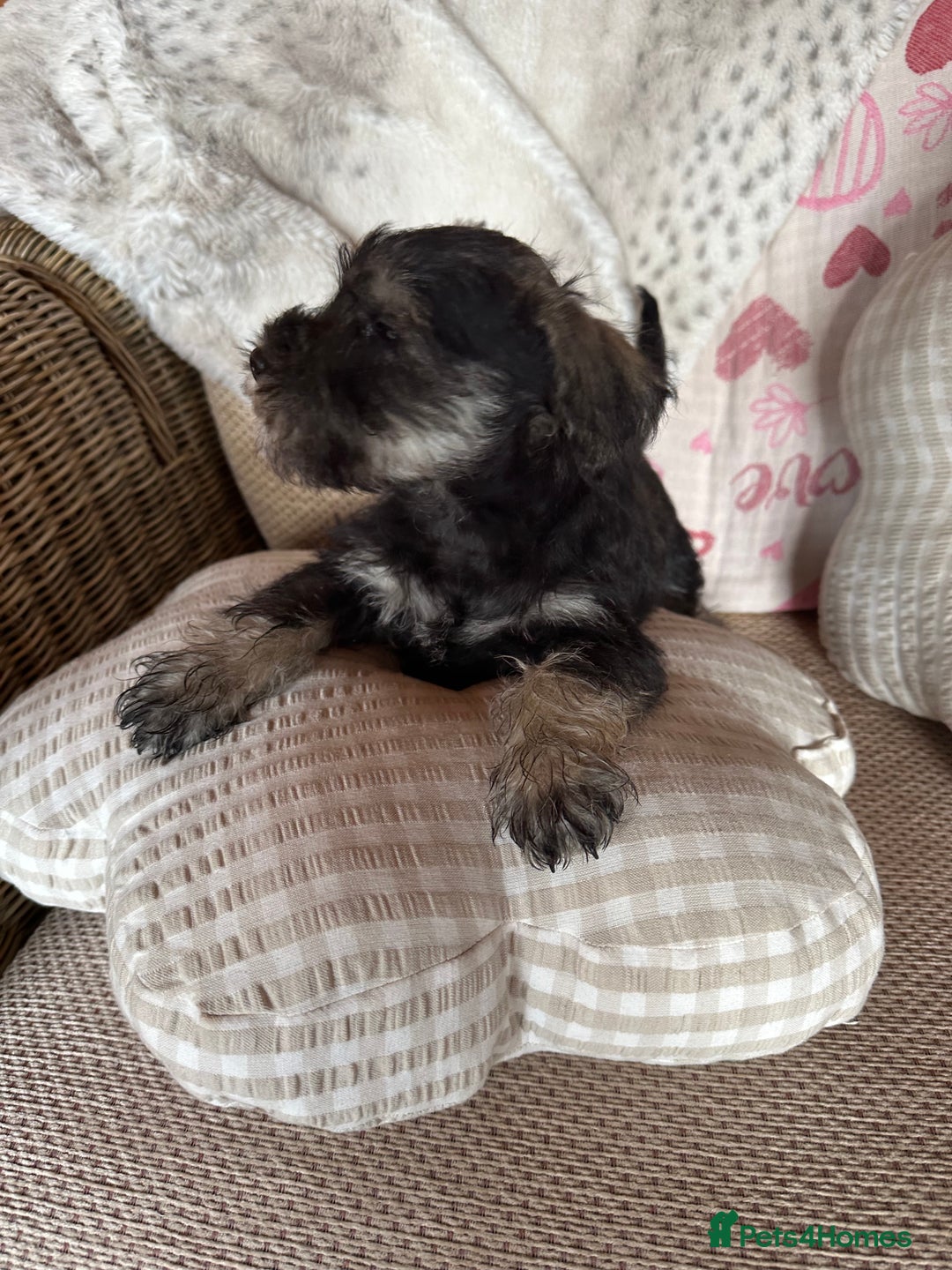 Miniature Schnauzer dogs for sale: Ready Now! miniature schnauzer puppies  - Image 14