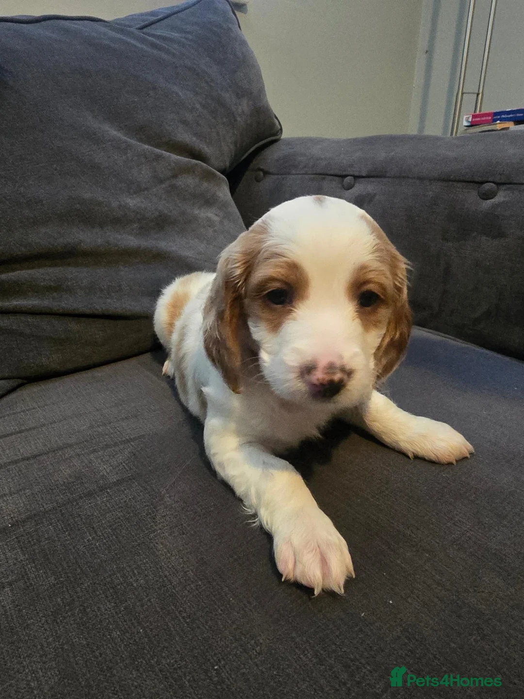 Cockapoo dogs for sale: White and brown cockapoo puppy  - Advert 1
