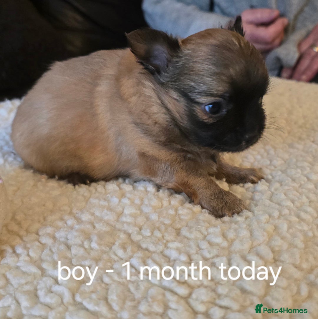 Chihuahua dogs for sale: Chihuahua long coat puppies ...only BOY left - Image 19