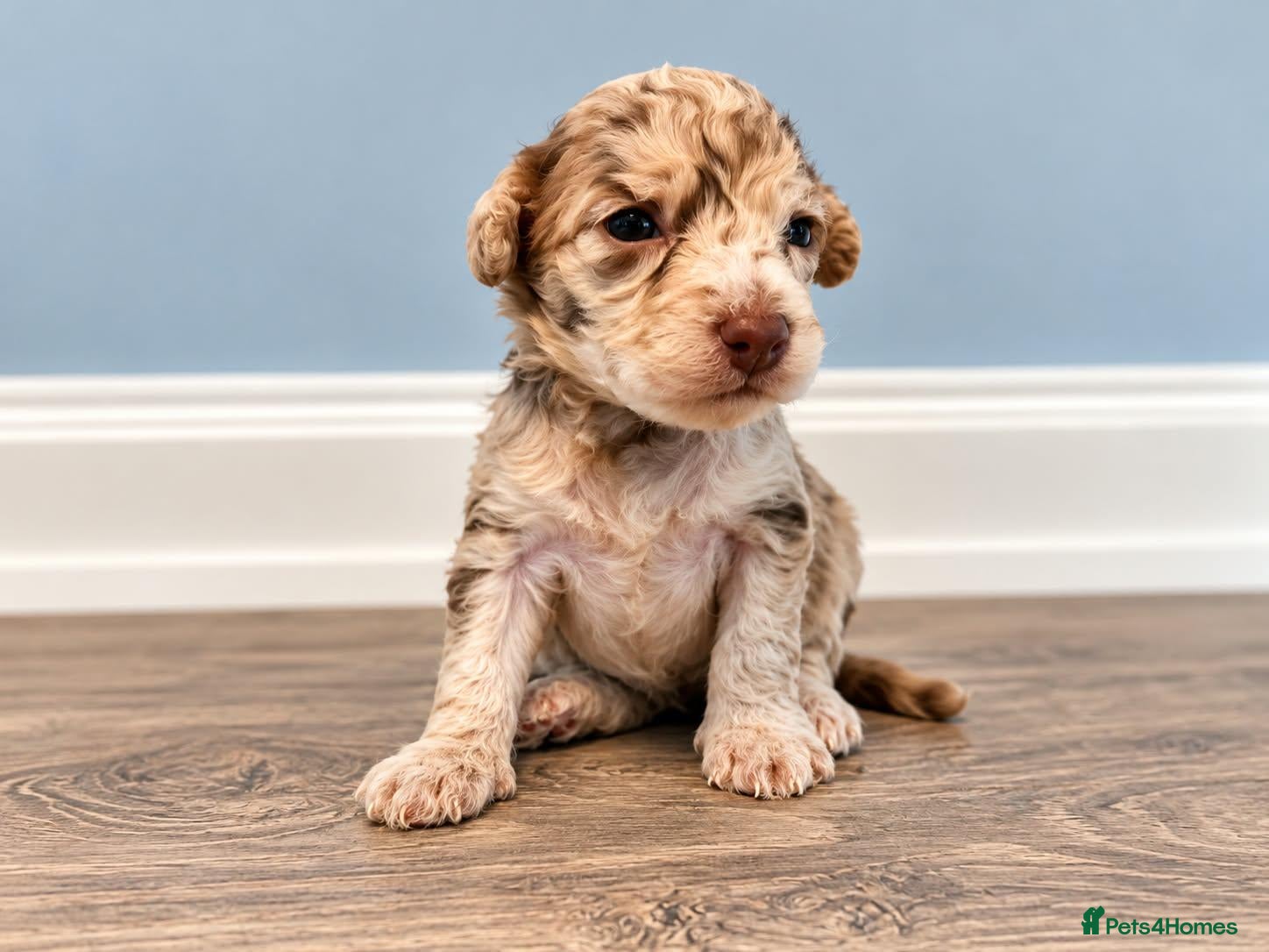 Toy Poodle dogs Beautiful Toy Poodle Puppies  - Advert 1