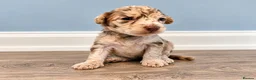 Toy Poodle dogs for sale: Beautiful Toy Poodle Puppies  - Advert 1