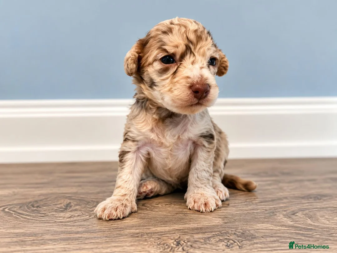 Toy Poodle dogs for sale: Beautiful Toy Poodle Puppies  - Advert 1