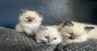 Ragdoll cats - Advert 7