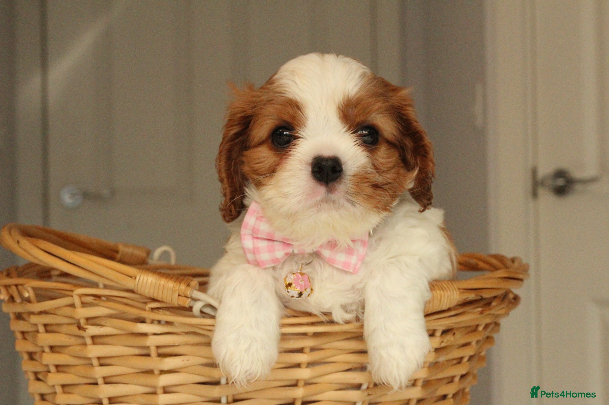 Cavalier King Charles Spaniel dogs Last Boy KC reg TOP standard CKCS  - Advert 1