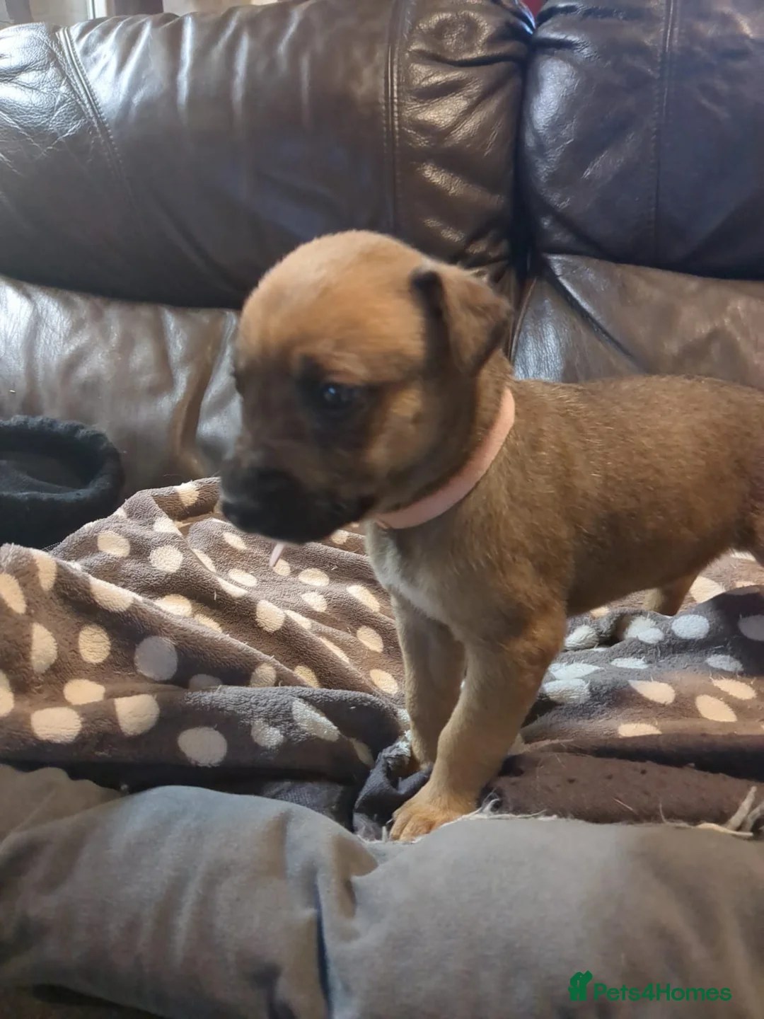 Lurcher dogs for sale: Lurcher pups Bedlington x whippet x greyh x collie - Advert 5