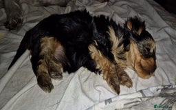 Yorkshire Terrier dogs for sale: ✨🐾last girl Mini Yorkshire Terrier Puppies –  🐾✨ - Image 3