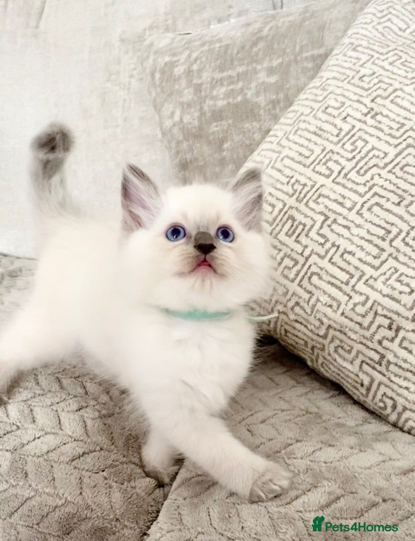 Ragdoll cats Ragdoll kittens Ready next weekend🥰 - Advert 1