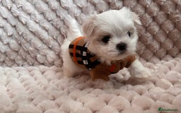 Maltese dogs for sale: ✨💫Tiny Exquisite Bambelina Maltese 💫✨ - Image 11