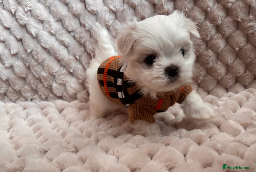 Maltese dogs for sale: ✨💫Tiny Exquisite Bambelina Maltese 💫✨ - Image 11