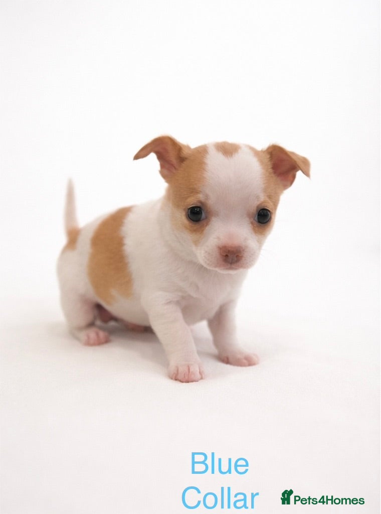 Chihuahua dogs Beautiful Chihuahua pups - Advert 1