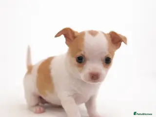 Chihuahua dogs Beautiful Chihuahua pups - Advert 1