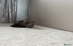 Scottish Fold cats for sale: Scottish fold kittens ready to find new homes - Image 5