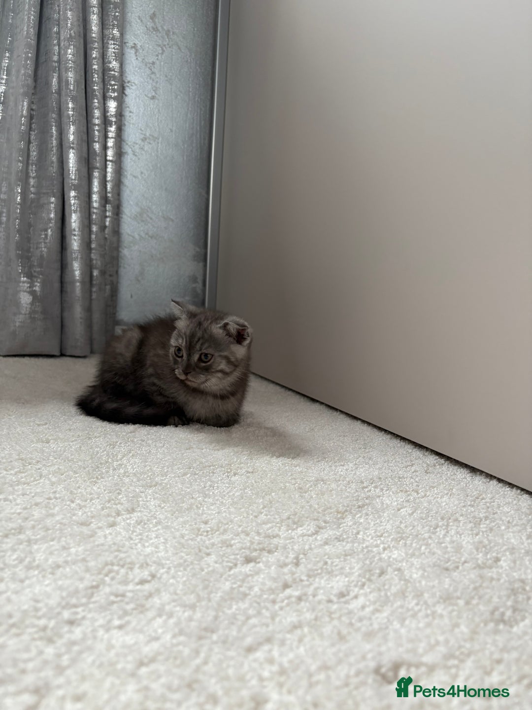 Scottish Fold cats for sale: Scottish fold kittens ready to find new homes - Image 5