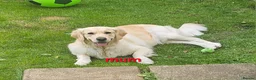 Golden Retriever dogs for sale: 5* Golden retriver puppies - Advert 6