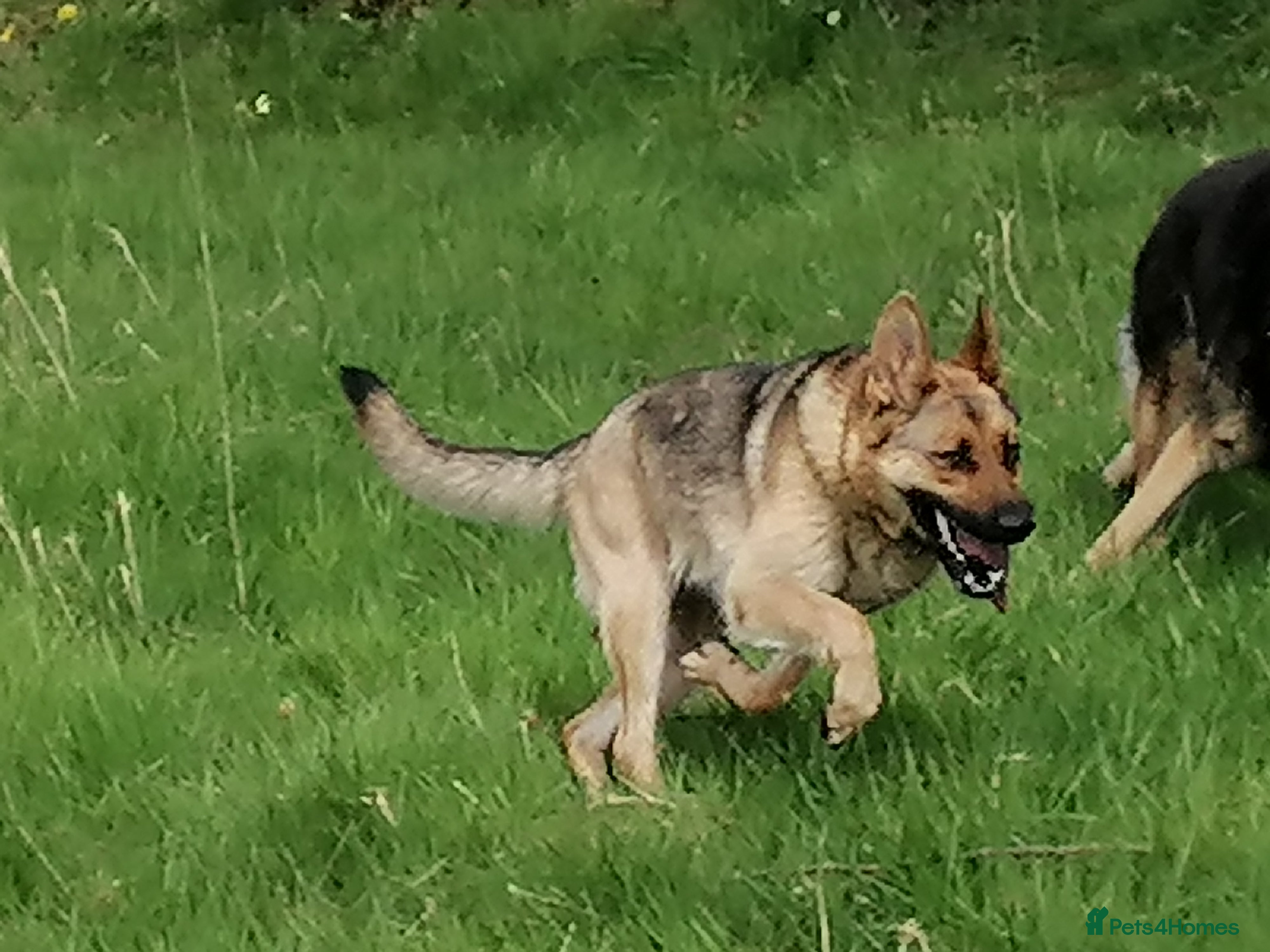 German Shepherd dogs German Shepherd Puppies in Belfast - Advert 17
