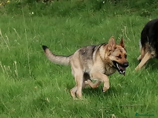 German Shepherd dogs German Shepherd Puppies in Belfast - Advert 17
