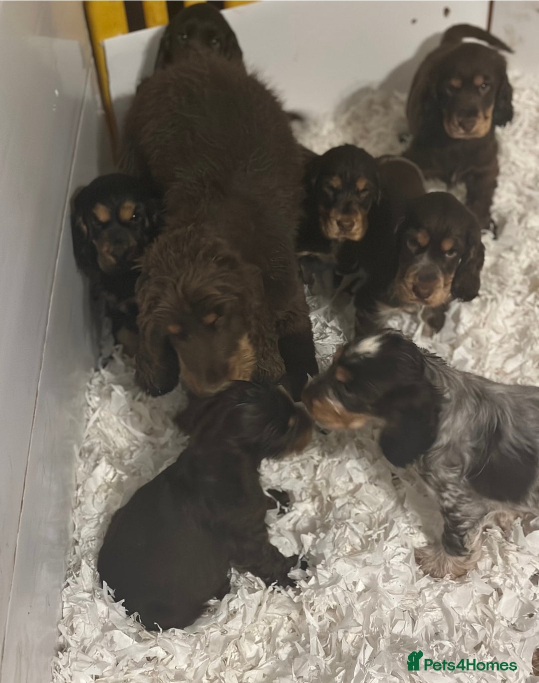 Cocker Spaniel dogs for sale: Stunning cocker spaniel puppies  - Advert 5