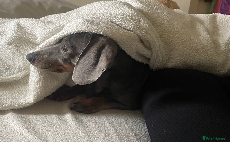 Dachshund dogs - Advert 2