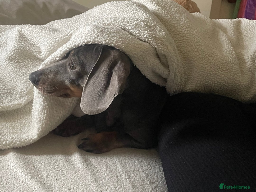 Dachshund dogs for sale: Female dachshund  - Image 1