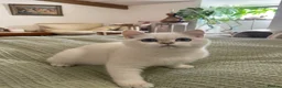 British Shorthair cats for sale: Very beautiful pure BSH Golden point NY12 - Advert 4