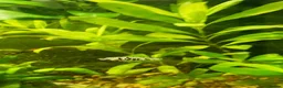 Mollies fish for sale: Molly fish  in Tunbridge Wells - Advert 4