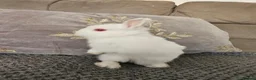 Netherland Dwarf rabbits for sale: Netherlands dwarf baby's  - Advert 3