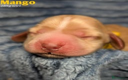 Cocker Spaniel dogs for sale: Show cockers - Image 11
