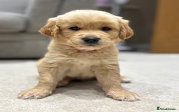 Golden Retriever dogs for sale: Pick of the litter! Chunky Golden Retriever Male - Image 2
