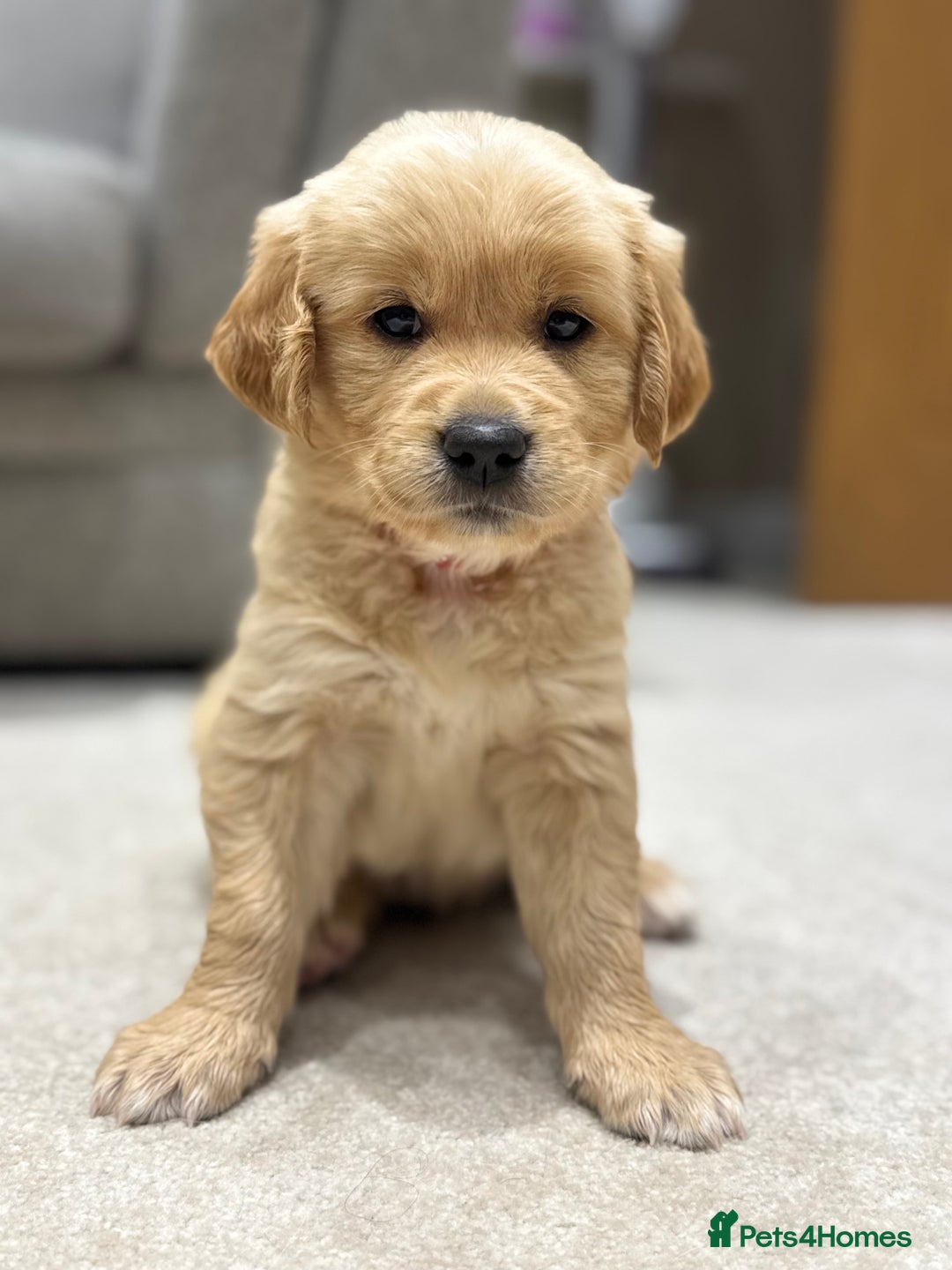 Golden Retriever dogs for sale: Pick of the litter! Chunky Golden Retriever Male - Image 2