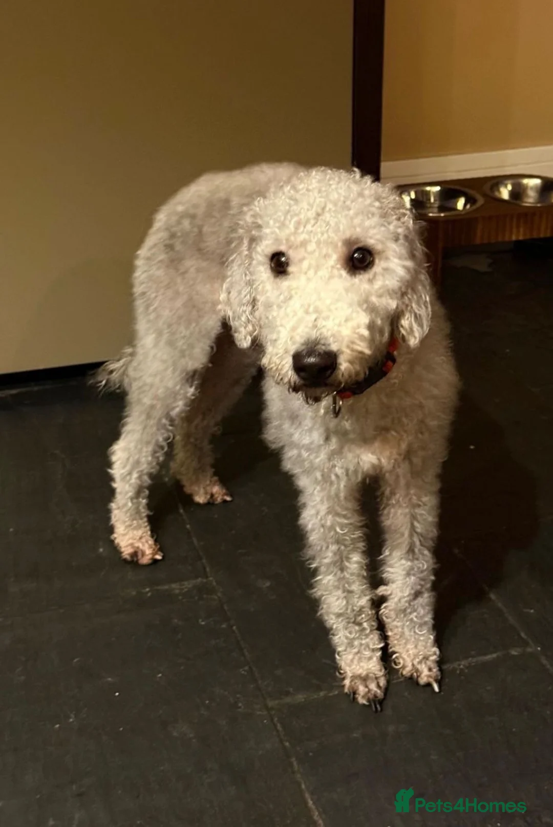 Bedlington Terrier dogs for sale: Bedlington puppies in Burnley - Advert 6