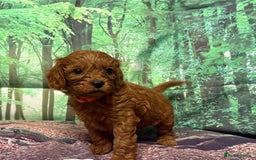 Cavapoo dogs for sale: Lovely litter of F1 Cavapoos - Advert 9