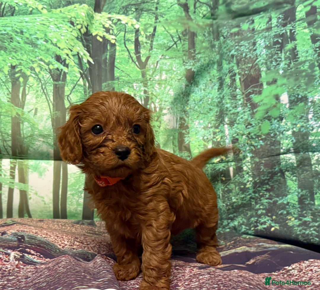 Cavapoo dogs for sale: Lovely litter of F1 Cavapoos - Advert 9