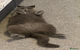 British Shorthair cats for sale: Masha  - Image 1