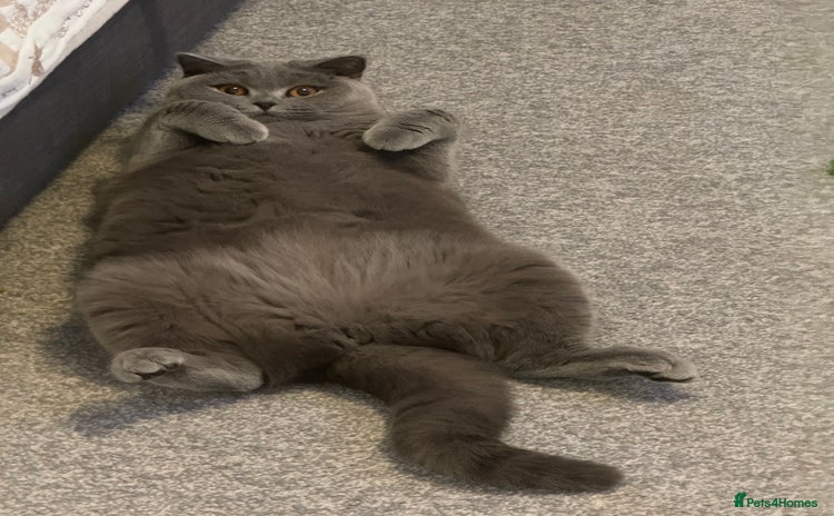 British Shorthair cats - Advert 3