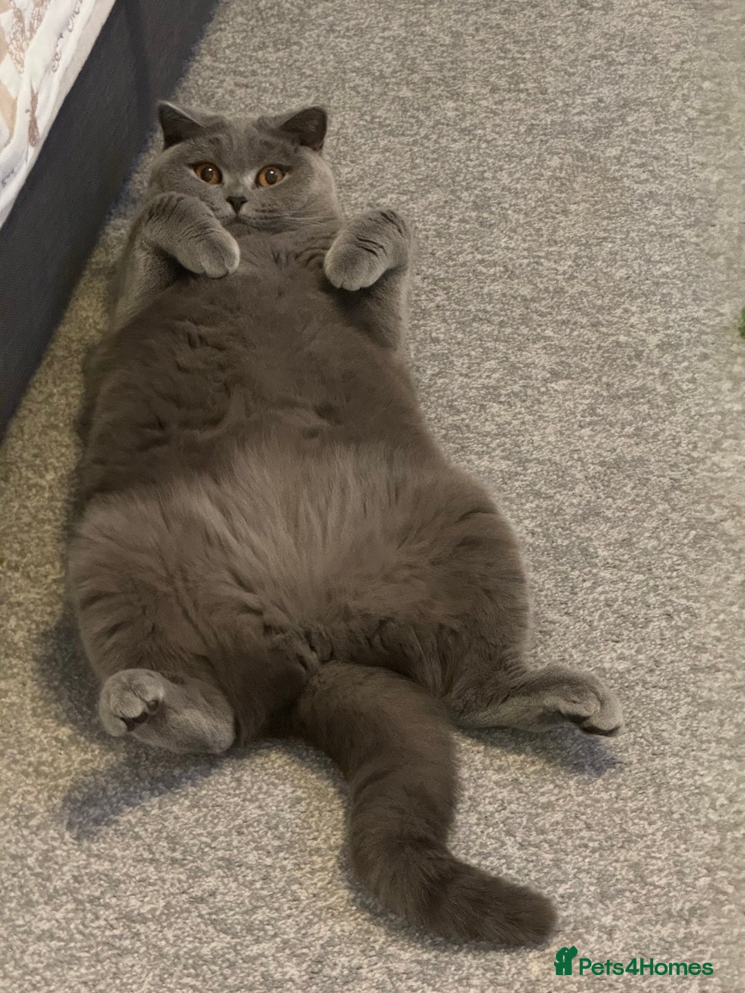 British Shorthair cats for sale: Masha  - Image 1