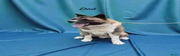 Akita dogs for sale: 🐻 Stunning American Akita Puppies 🐶  - Advert 3