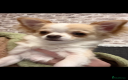 Chihuahua dogs for sale: Stunning chuiwawa bitch  - Image 1