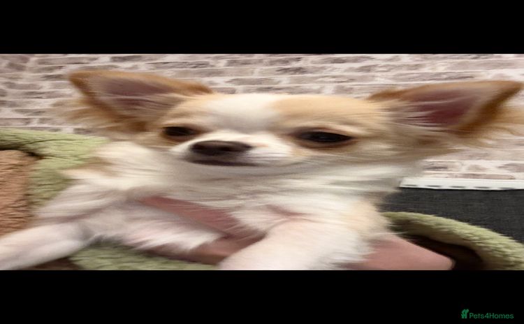 Chihuahua dogs - Advert 1