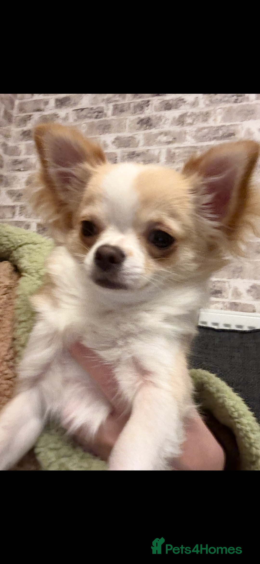 Chihuahua dogs for sale: Stunning chuiwawa bitch  - Image 1
