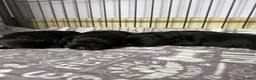 Miniature Schnauzer dogs for sale: Beautiful miniature schnauzer Pups - Advert 3