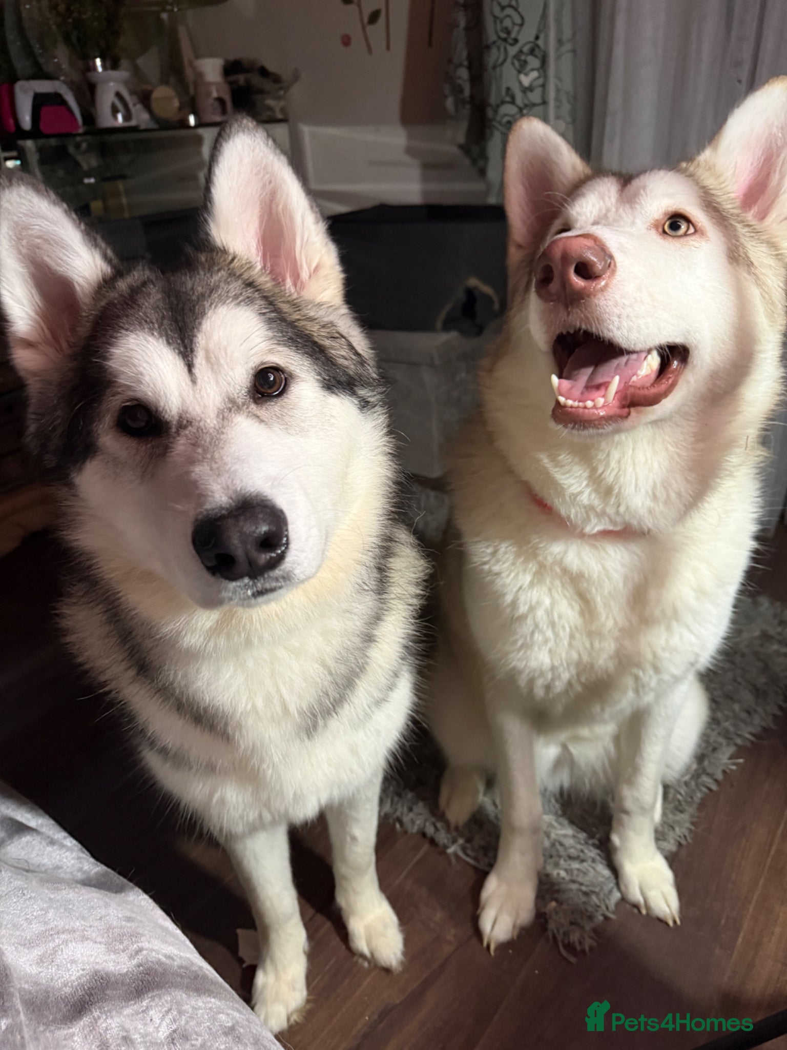 Alaskan Malamute dogs Alaskan malamute sisters (10 months) - Advert 3
