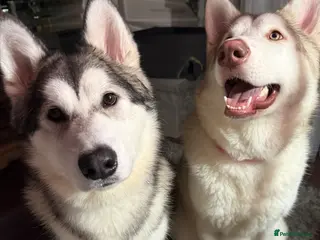 Alaskan Malamute dogs Alaskan malamute sisters (10 months) - Advert 10