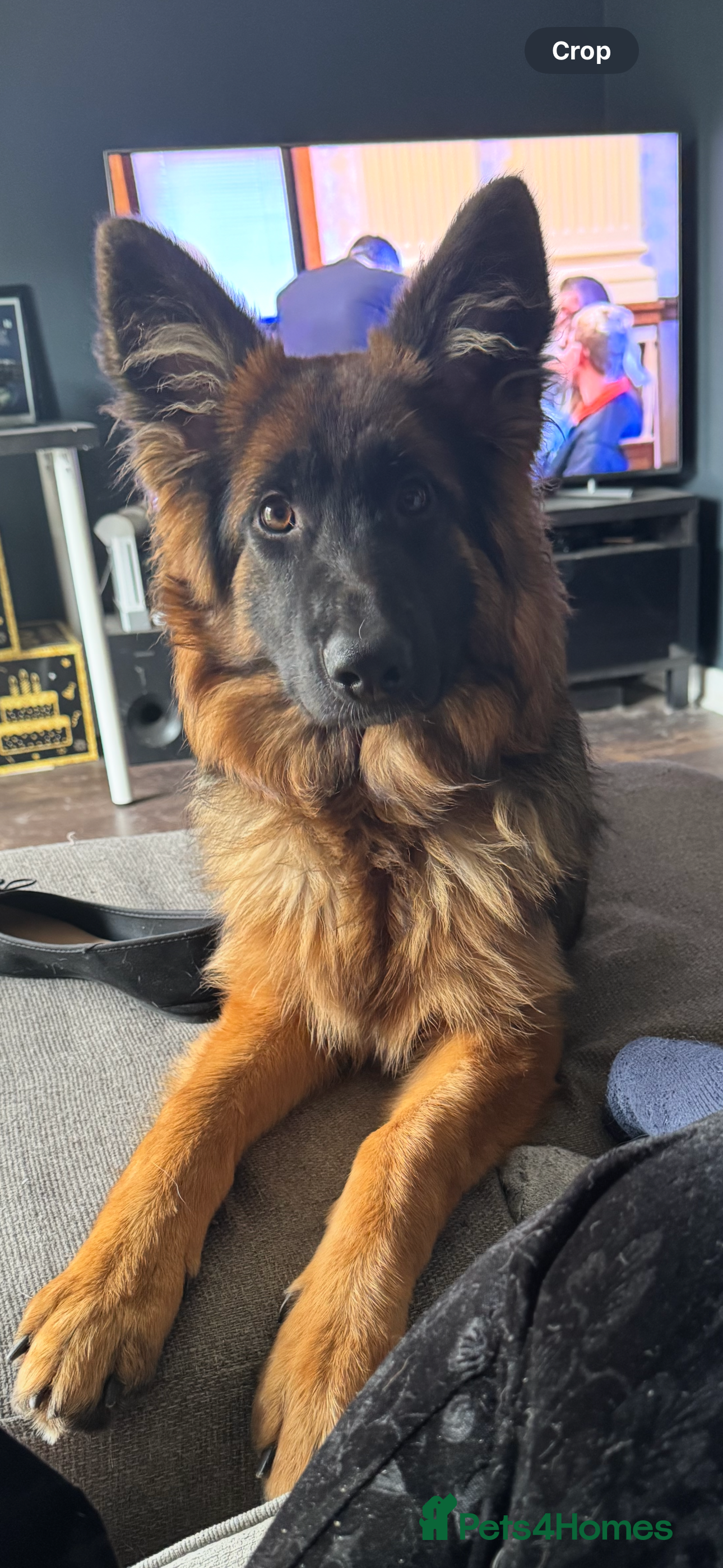 German Shepherd dogs Female Long Haired German Shepherd - Advert 1