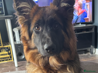 German Shepherd dogs Female Long Haired German Shepherd - Advert 1