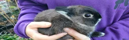 Netherland Dwarf rabbits for sale: Cute, diddy, young Netherland Dwarves 2girls 1 boy in Bury - Advert 9
